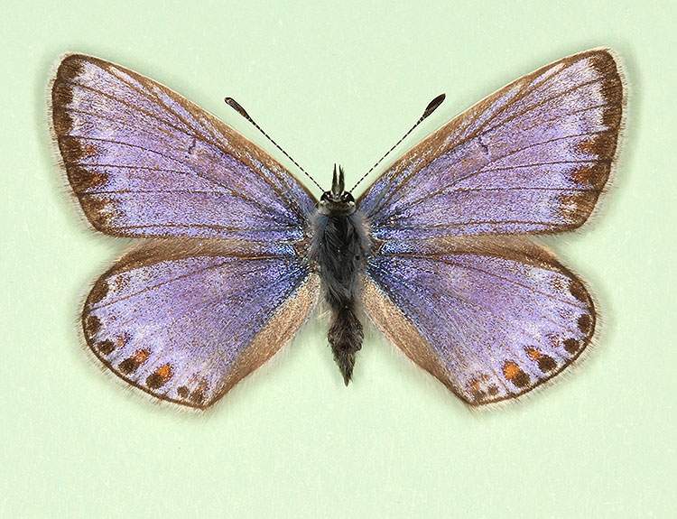 Polyommatus icarus female (aberrant form caerulea + alboulata) (Internet Image property of respective owner, non-commercial use only)